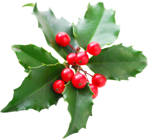 Christmas Holly